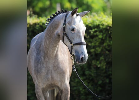 Caballo de Holstein, Yegua, 5 años, Tordo