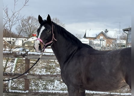 Caballo de Holstein, Yegua, 6 años, 154 cm, Castaño oscuro