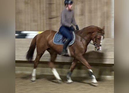 Caballo de Holstein, Yegua, 6 años, 163 cm, Alazán