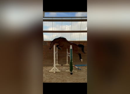 Caballo de Holstein, Yegua, 6 años, 163 cm, Castaño