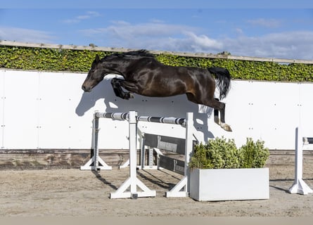 Caballo de Holstein, Yegua, 6 años, 163 cm, Castaño oscuro