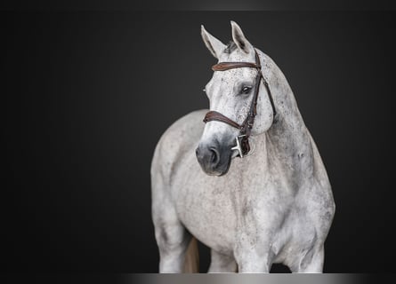 Caballo de Holstein, Yegua, 6 años, 163 cm, Tordo