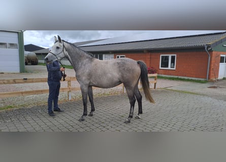 Caballo de Holstein, Yegua, 6 años, 163 cm, Tordo rodado