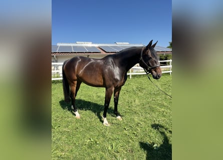 Caballo de Holstein, Yegua, 6 años, 164 cm, Castaño oscuro