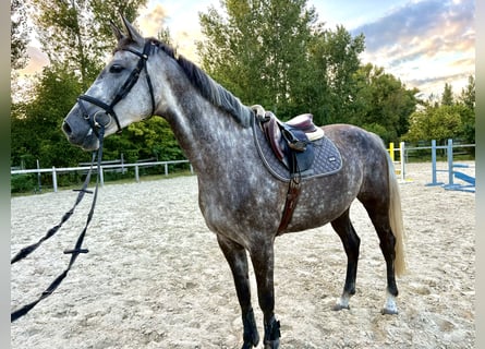 Caballo de Holstein, Yegua, 6 años, 165 cm, Tordo picazo