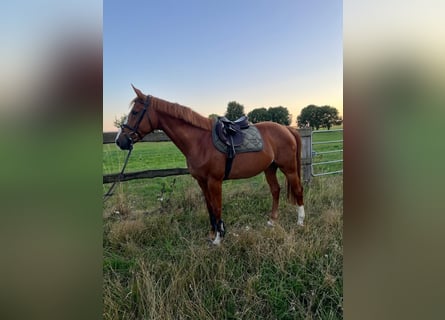 Caballo de Holstein, Yegua, 6 años, 166 cm, Alazán