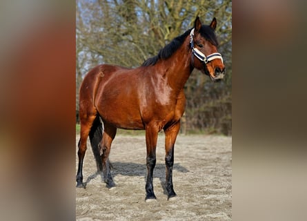 Caballo de Holstein, Yegua, 6 años, 167 cm, Castaño