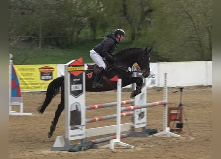 Caballo de Holstein, Yegua, 6 años, 167 cm, Castaño oscuro