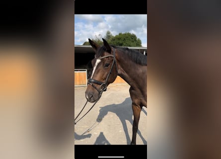 Caballo de Holstein, Yegua, 6 años, 168 cm, Castaño