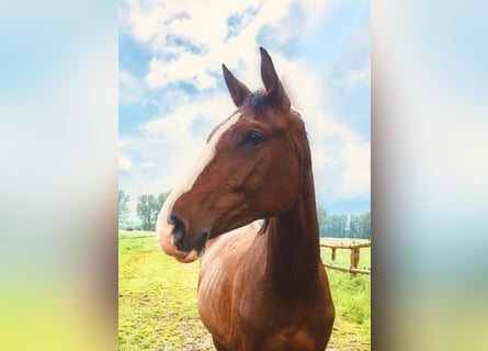 Caballo de Holstein, Yegua, 6 años, 168 cm, Castaño