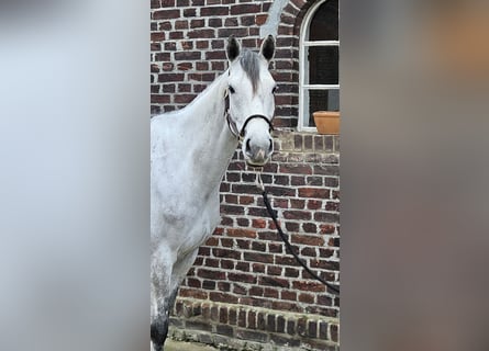 Caballo de Holstein, Yegua, 6 años, 168 cm, Tordo