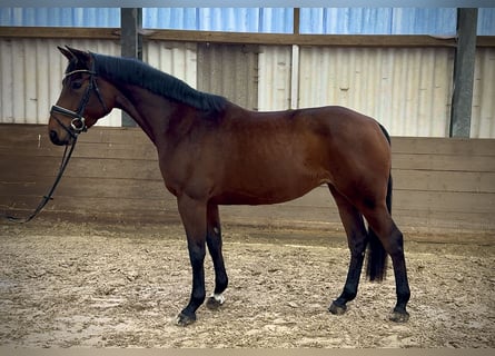 Caballo de Holstein, Yegua, 6 años, 170 cm, Castaño oscuro