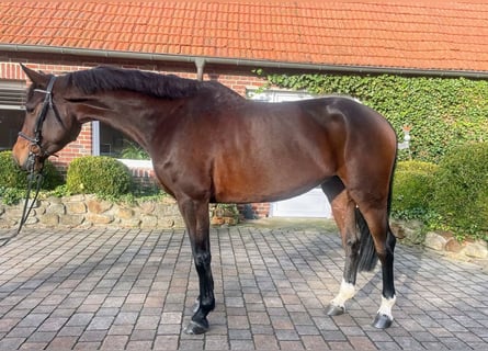 Caballo de Holstein, Yegua, 6 años, 174 cm, Castaño