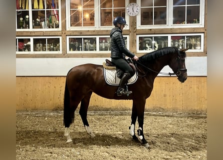 Caballo de Holstein, Yegua, 6 años, Castaño