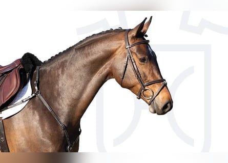 Caballo de Holstein, Yegua, 6 años, Castaño