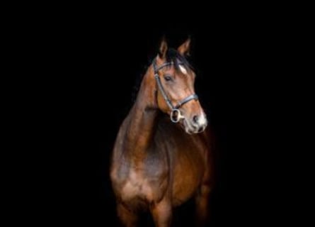 Caballo de Holstein, Yegua, 6 años, Castaño oscuro