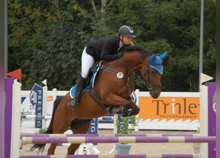 Caballo de Holstein, Yegua, 7 años, 165 cm, Castaño