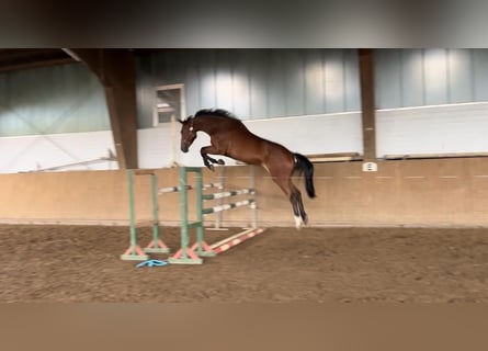 Caballo de Holstein, Yegua, 7 años, 165 cm, Castaño