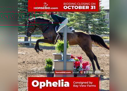Caballo de Holstein Mestizo, Yegua, 7 años, 165 cm, Castaño oscuro