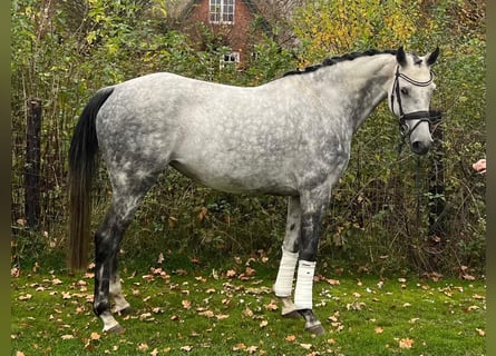 Caballo de Holstein, Yegua, 7 años, 165 cm, Tordo