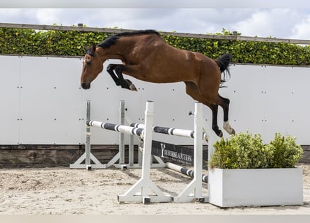 Caballo de Holstein, Yegua, 7 años, 166 cm, Castaño