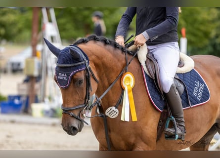 Caballo de Holstein, Yegua, 7 años, 167 cm, Castaño