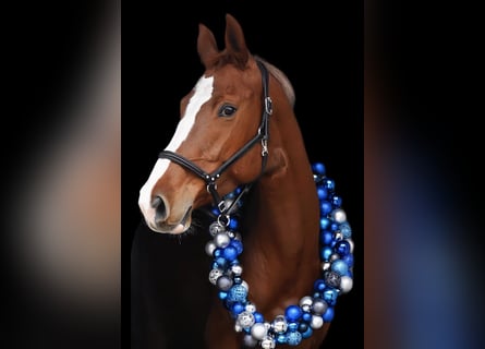 Caballo de Holstein, Yegua, 7 años, 168 cm, Alazán