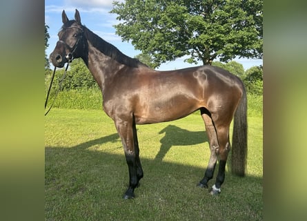 Caballo de Holstein, Yegua, 7 años, 168 cm