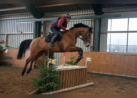Caballo de Holstein, Yegua, 7 años, 168 cm, Castaño