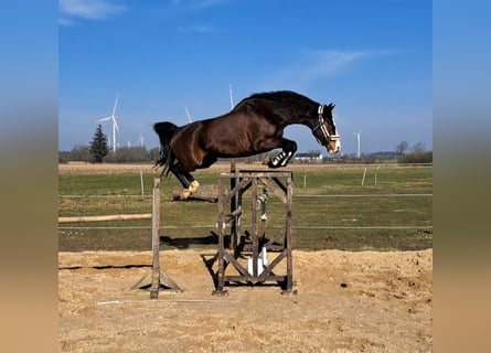 Caballo de Holstein, Yegua, 7 años, 168 cm, Castaño oscuro
