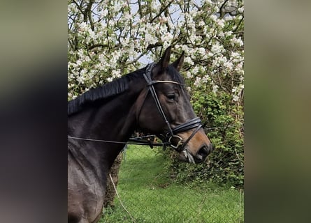 Caballo de Holstein, Yegua, 7 años, 168 cm, Morcillo