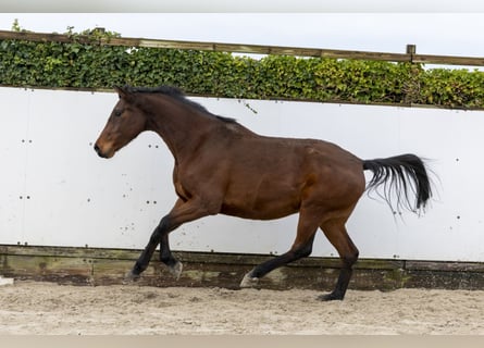 Caballo de Holstein, Yegua, 7 años, 170 cm, Castaño