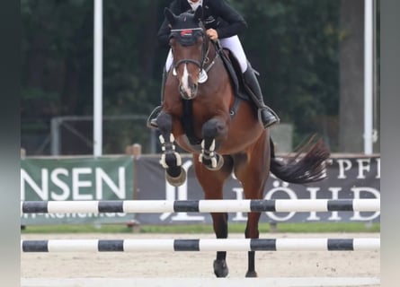 Caballo de Holstein, Yegua, 7 años, 174 cm, Castaño