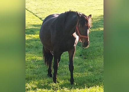 Caballo de Holstein, Yegua, 8 años, 168 cm, Castaño