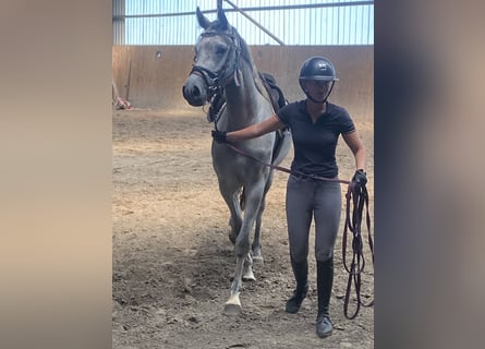 Caballo de Holstein, Yegua, 8 años, 171 cm, Tordo rodado