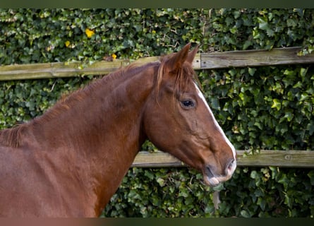 Caballo de Holstein, Yegua, 9 años, 160 cm, Alazán