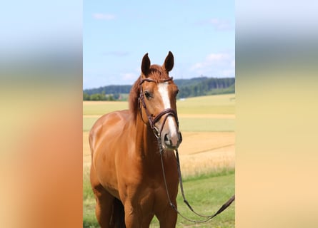 Caballo de Holstein, Yegua, 9 años, 164 cm, Alazán