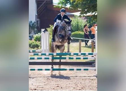 Caballo de Holstein, Yegua, 9 años, 165 cm, Tordo