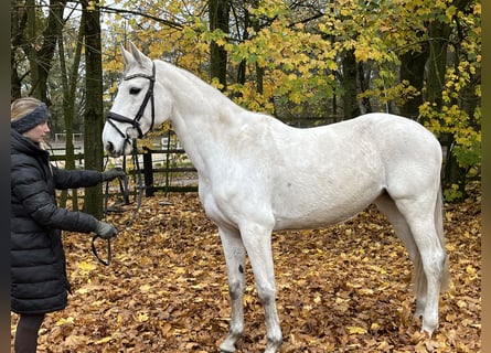 Caballo de Holstein, Yegua, 9 años, 168 cm, Tordo