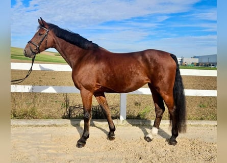 Caballo de Holstein, Yegua, 9 años, 169 cm, Castaño