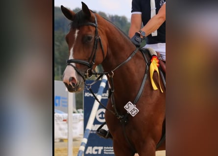 Caballo de Holstein, Yegua, 9 años, 170 cm, Castaño