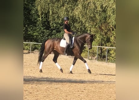 Caballo de Holstein, Yegua, 9 años, 170 cm, Castaño oscuro