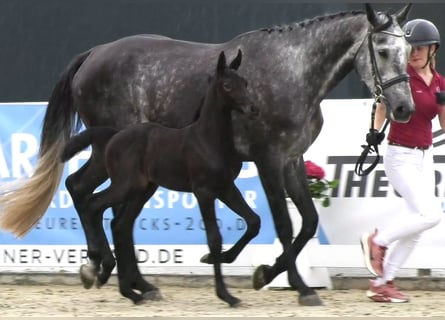 Caballo de Holstein, Yegua, 9 años, 172 cm, Tordo