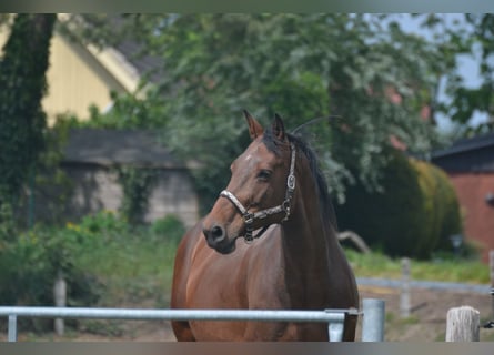 Caballo de Holstein, Yegua, 9 años, 175 cm, Castaño