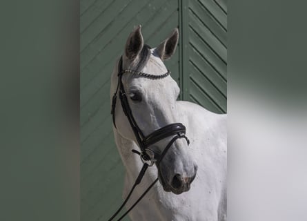 Caballo de Holstein, Yegua, 9 años, 175 cm, Tordo