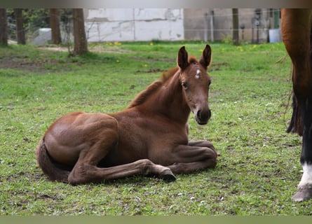 Caballo de Holstein, Yegua, Potro (04/2024), Alazán-tostado