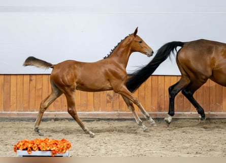 Caballo de Holstein, Yegua, Potro (03/2025)