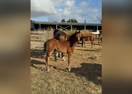 Caballo de Holstein, Yegua, Potro (05/2026), Castaño