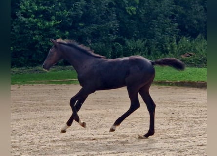 Caballo de Holstein, Yegua, Potro (04/2024), Morcillo