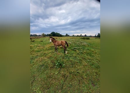 Caballo de Holstein, Yegua, Potro (04/2026), Musgo